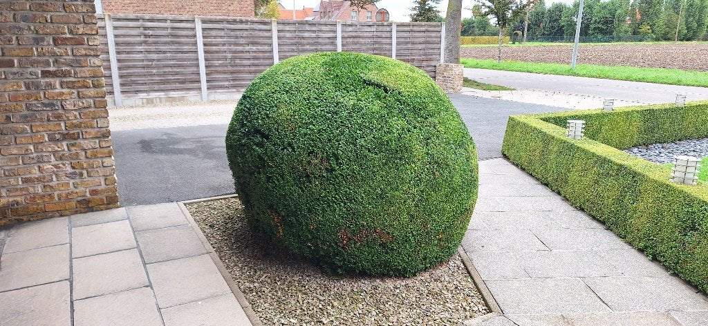 Buxus, Tuin en Terras, Ophalen, Vaste plant