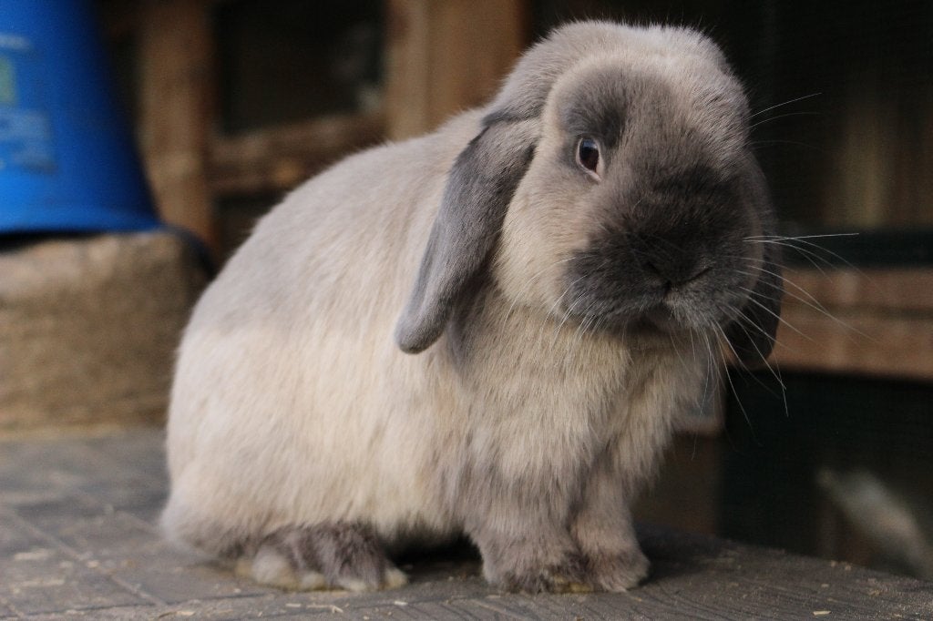 nederlandse dwerghangoren, Dieren en Toebehoren, Konijnen, Hangoor
