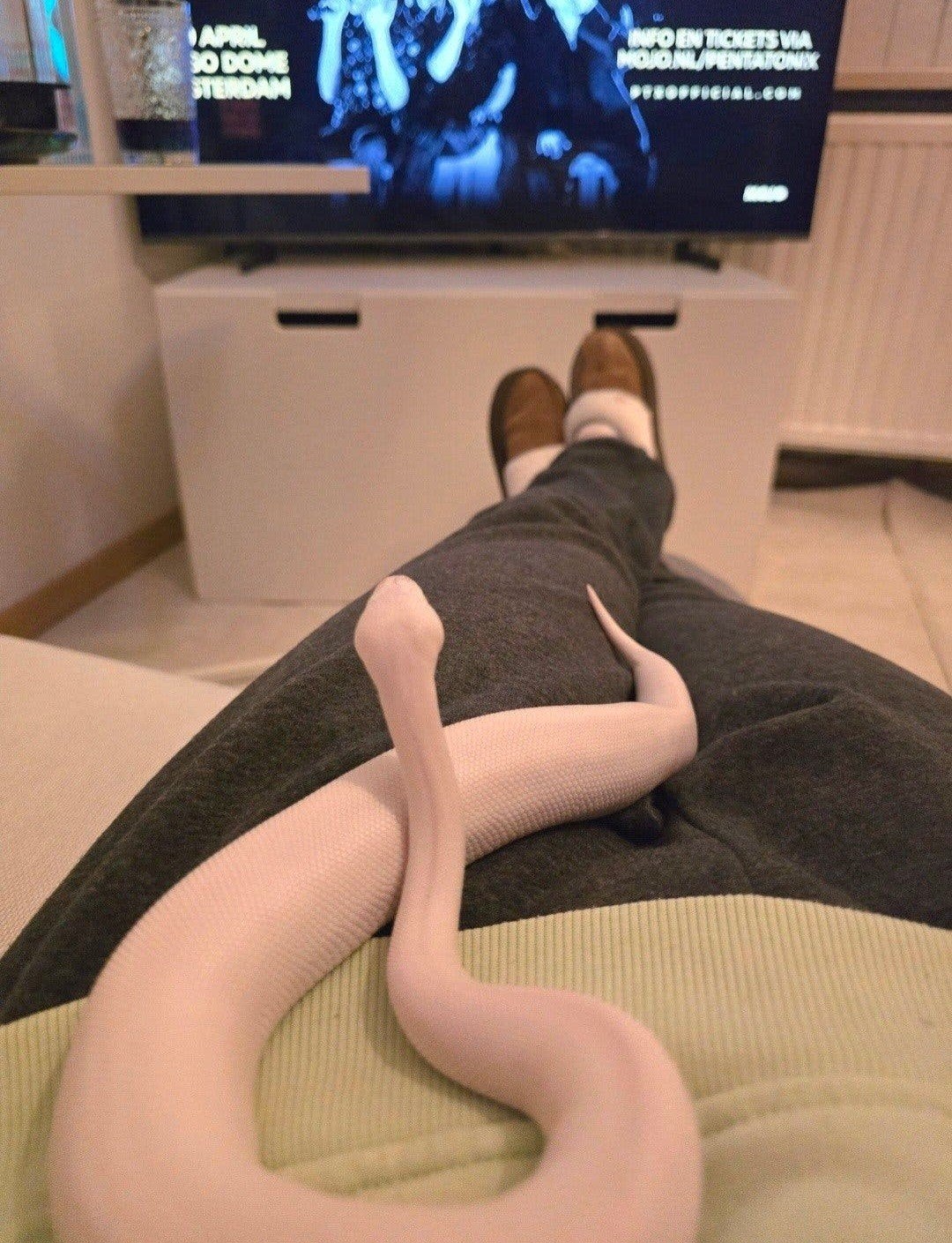 ballpython Blue Eyed lucy Ball Python photo 6