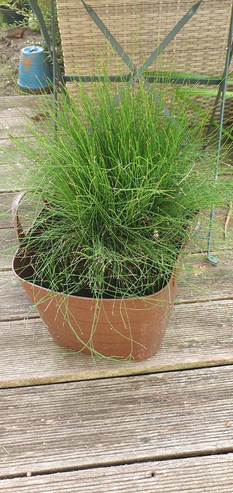 Grote! vijverplant dwergholpijp afm kluit B25x25xH45, Ophalen