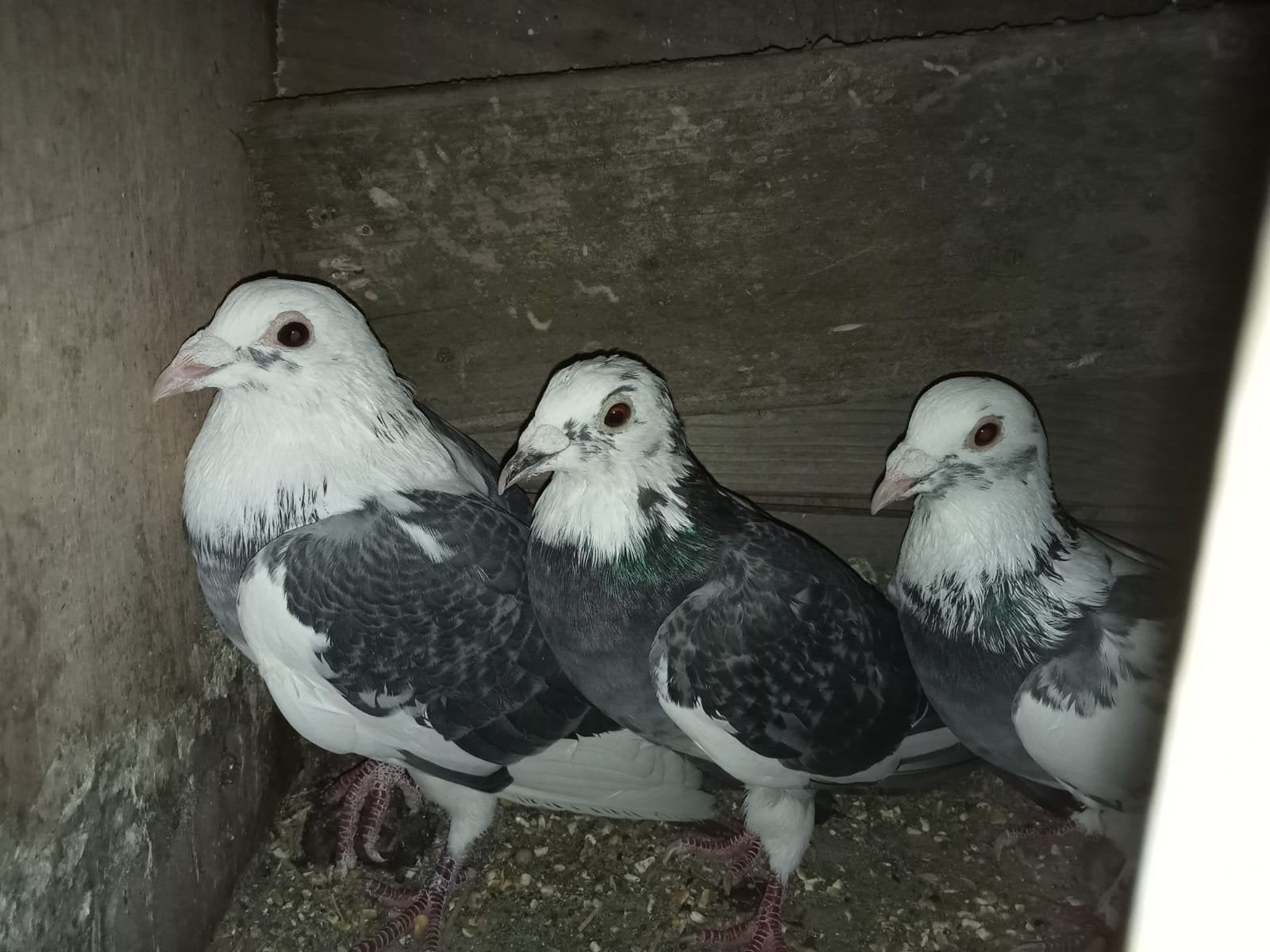 reisduif, Dieren en Toebehoren, Meerdere dieren, Postduif