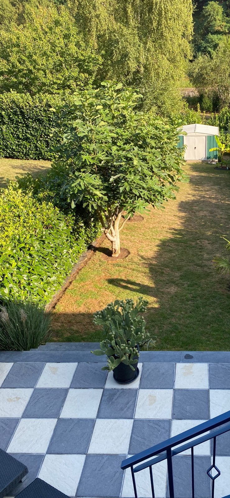 Cherche quelqu’un pour enlever 2 arbres fruitiers, Enlèvement