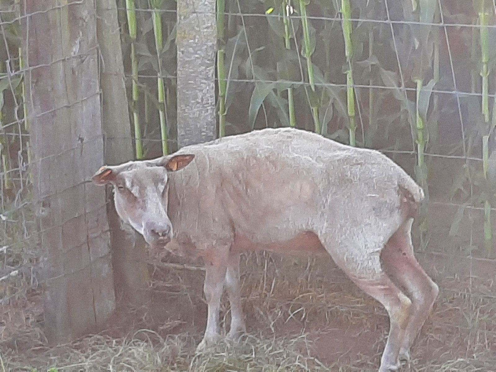 ooi voor de slacht, Dieren en Toebehoren, Schapen, Geiten en Varkens