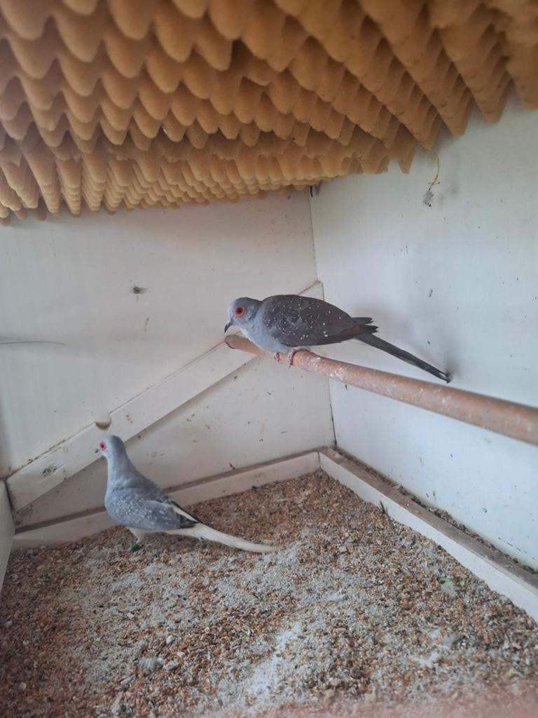Diamantduifjes, Dieren en Toebehoren, Vogels | Duiven