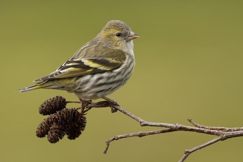 gevraagd sijs popje, Dieren en Toebehoren, Vogels | Overige Vogels, Vrouwelijk, Wildzangvogel, Geringd