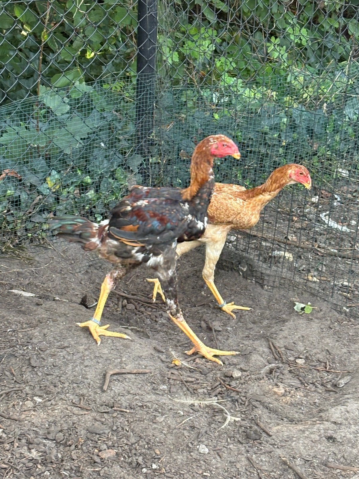 Maleiers, Meerdere dieren, Kip