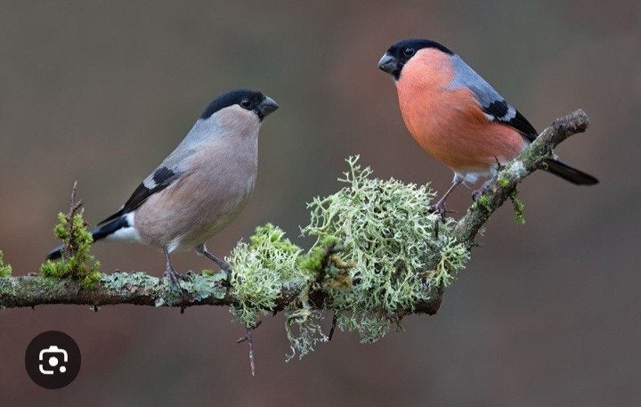 noordse goudvink, Dieren en Toebehoren