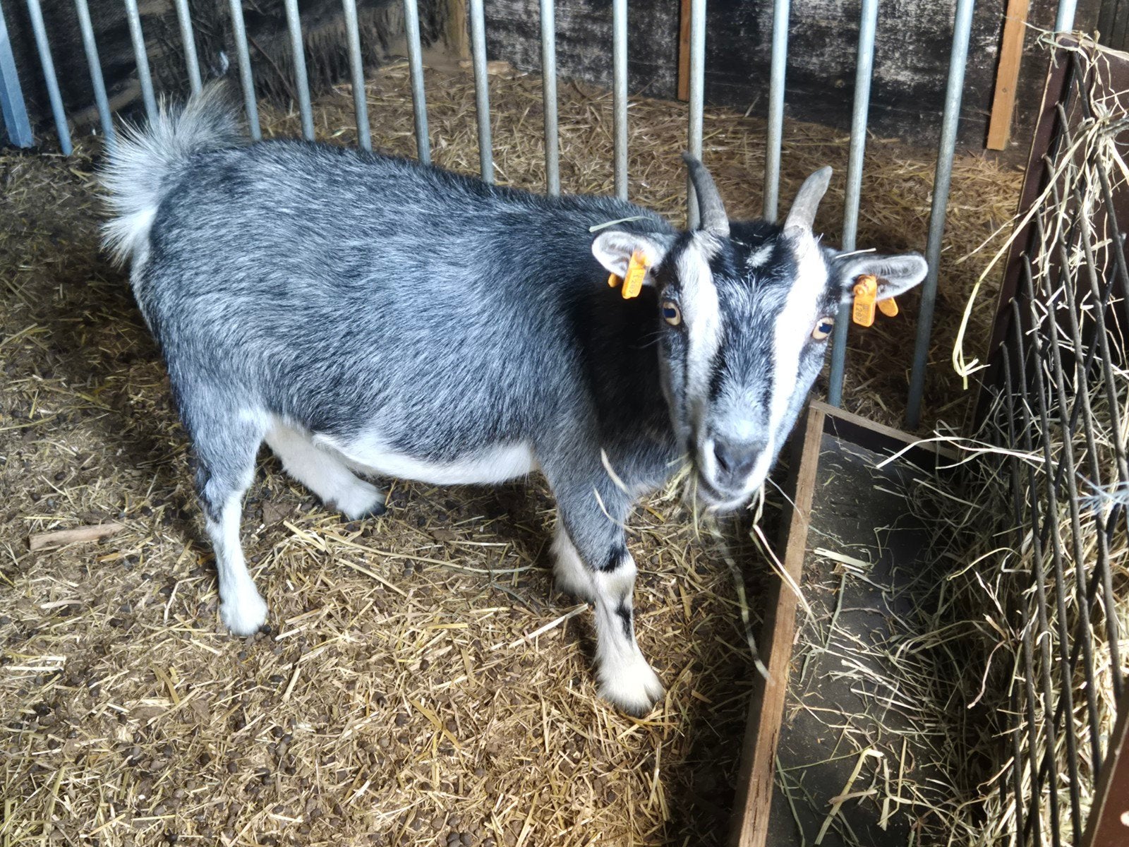 dwerggeit blauwschimmel