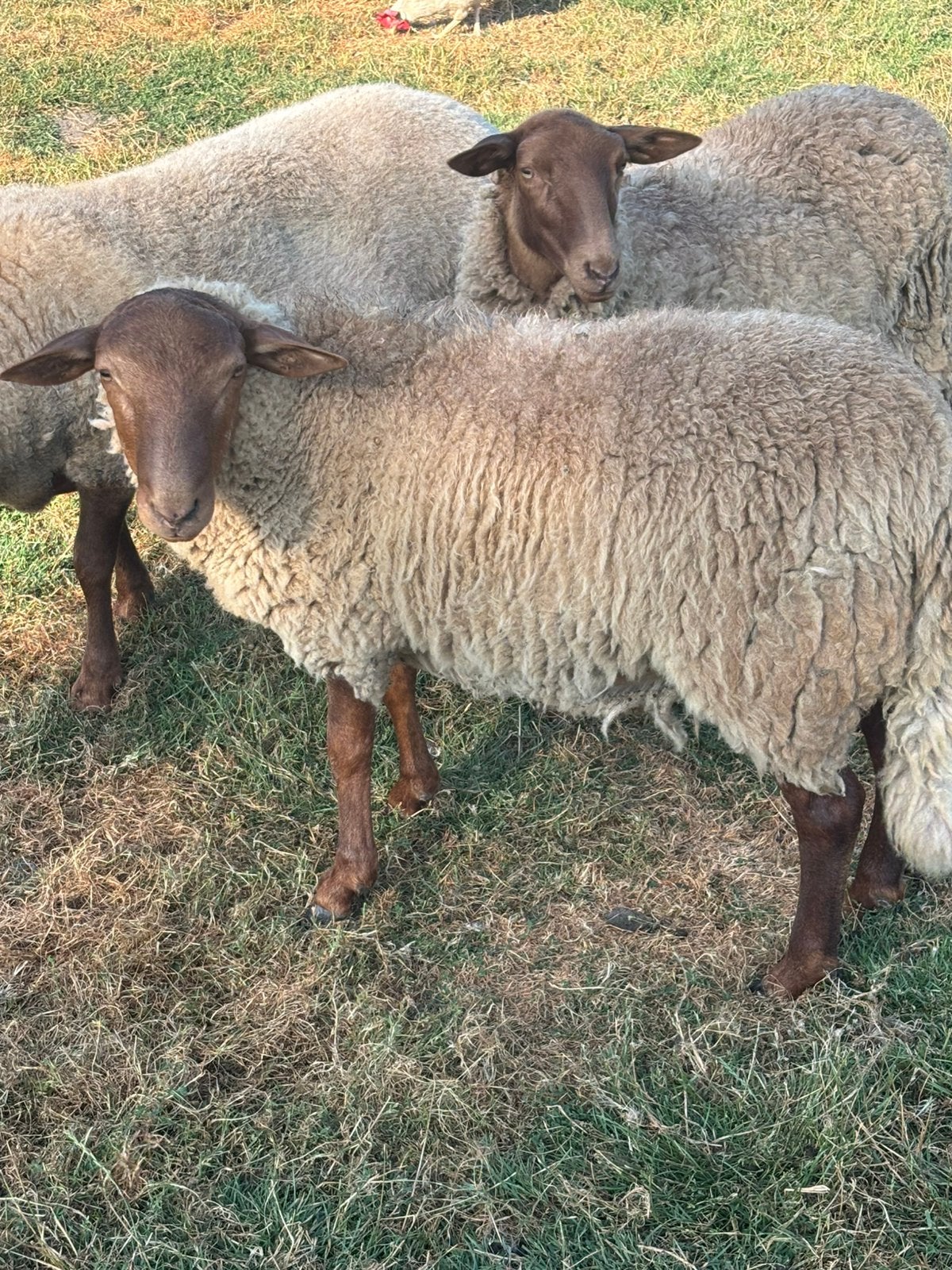 Ardense Voskop ramlammeren, Mâle, Mouton, 0 à 2 ans