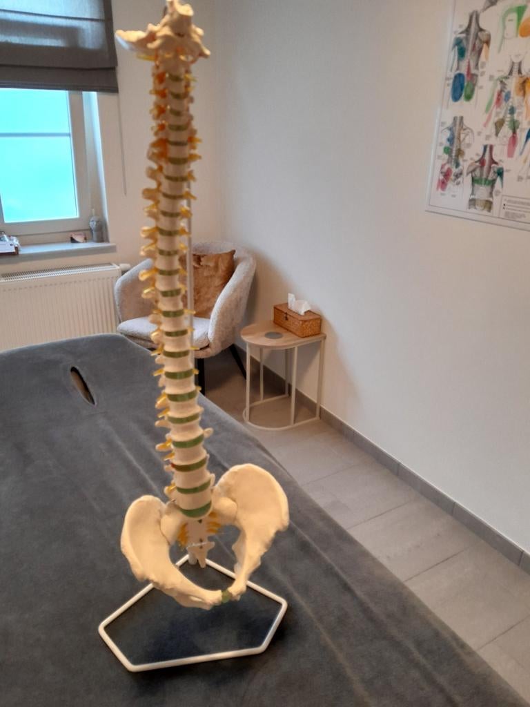Anatomisch model rug, flexibel op statief, Ophalen