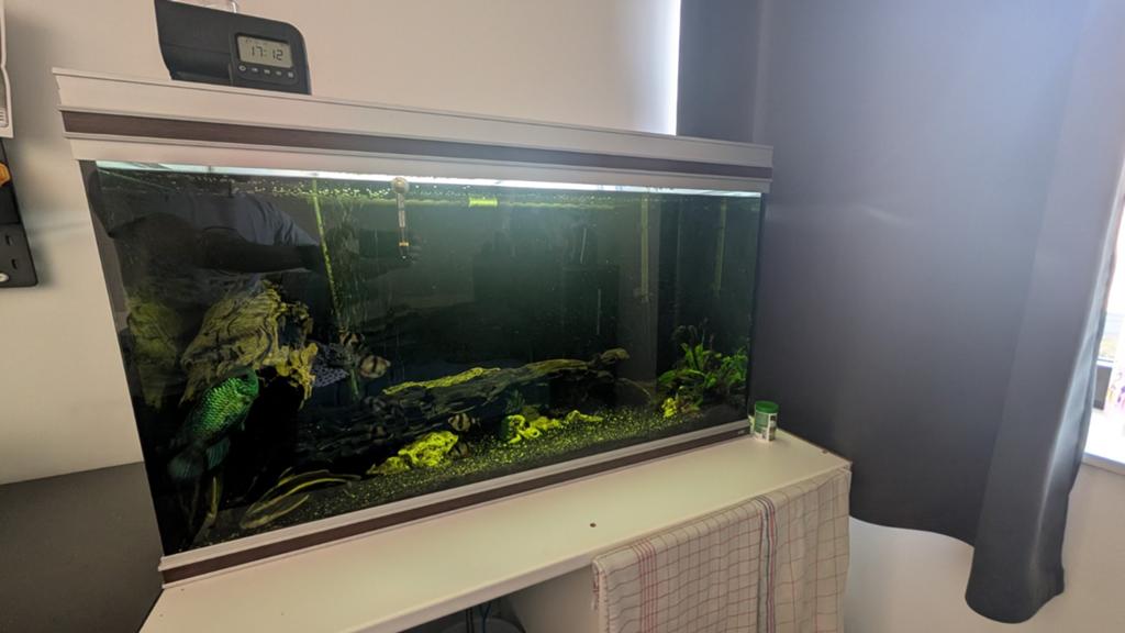 Aquarium 250L te koop, Enlèvement, Comme neuf, Aquarium d'eau douce rempli