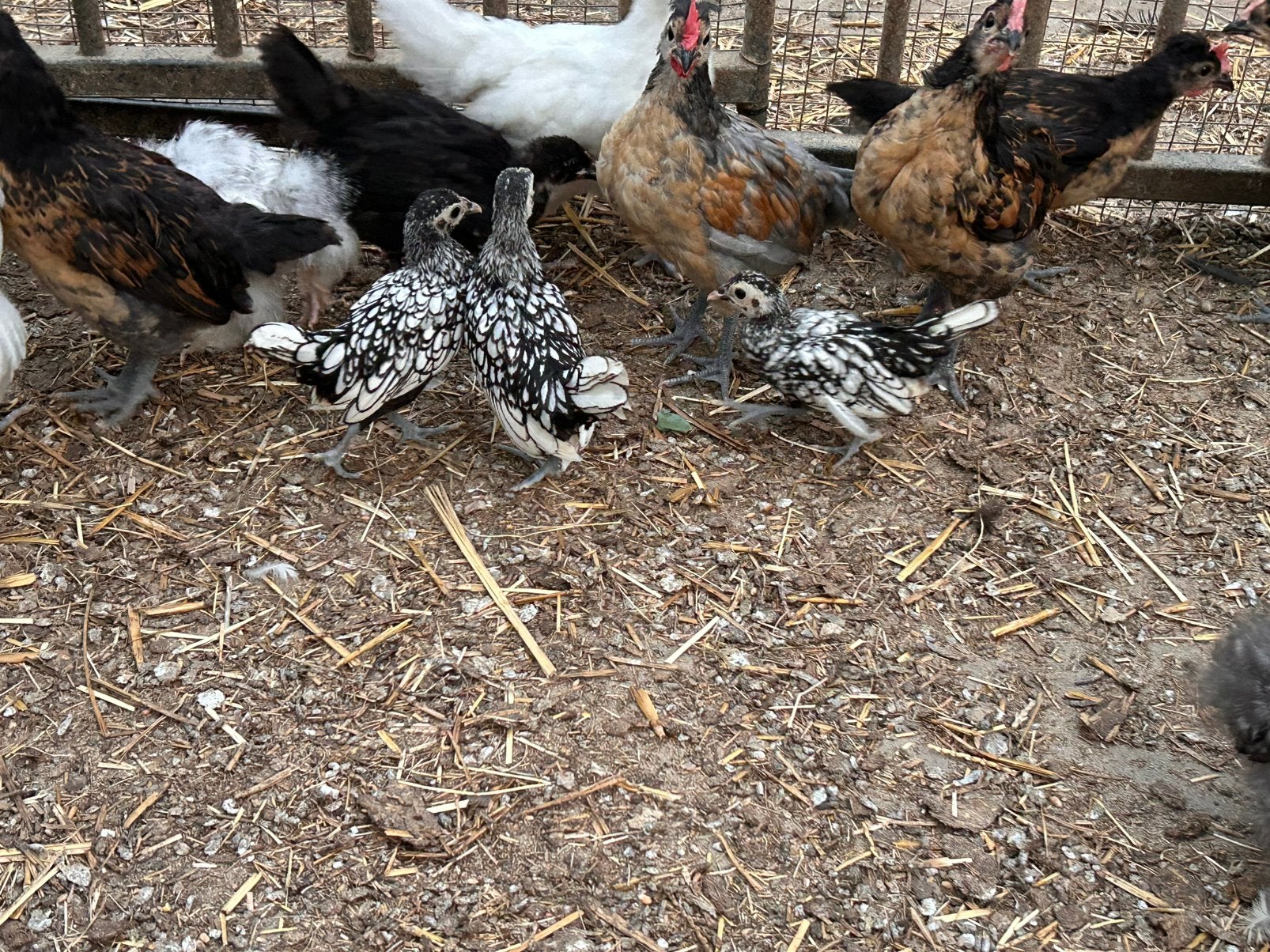 Sebrights, Animaux & Accessoires, Volatiles, Plusieurs animaux, Poule ou poulet