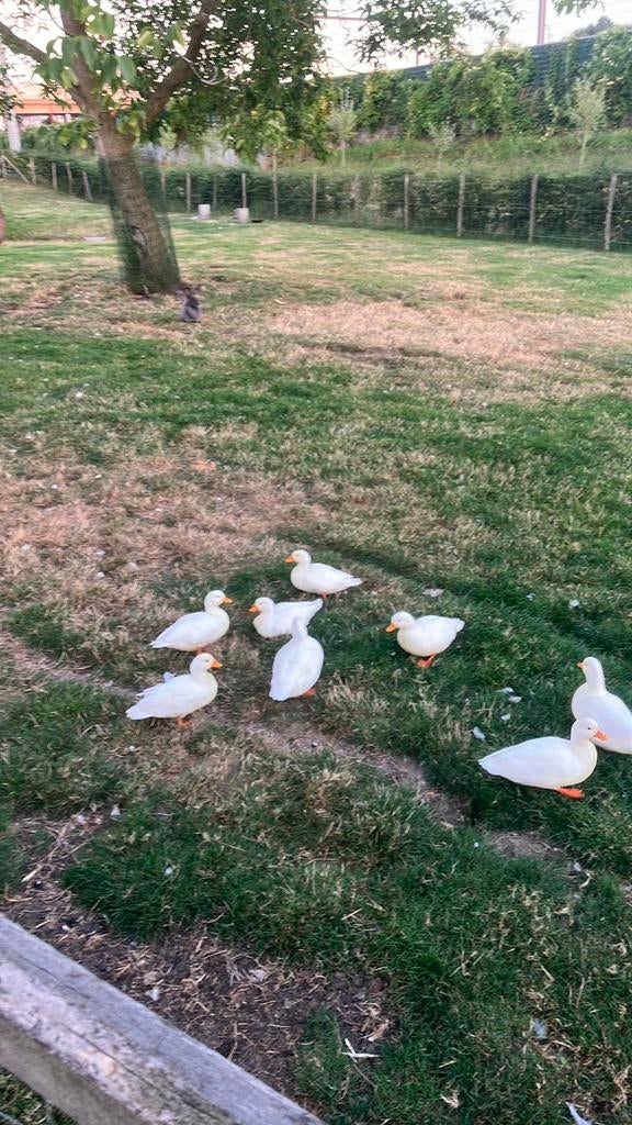 Hollandse kwaker mannetjes, Dieren en Toebehoren