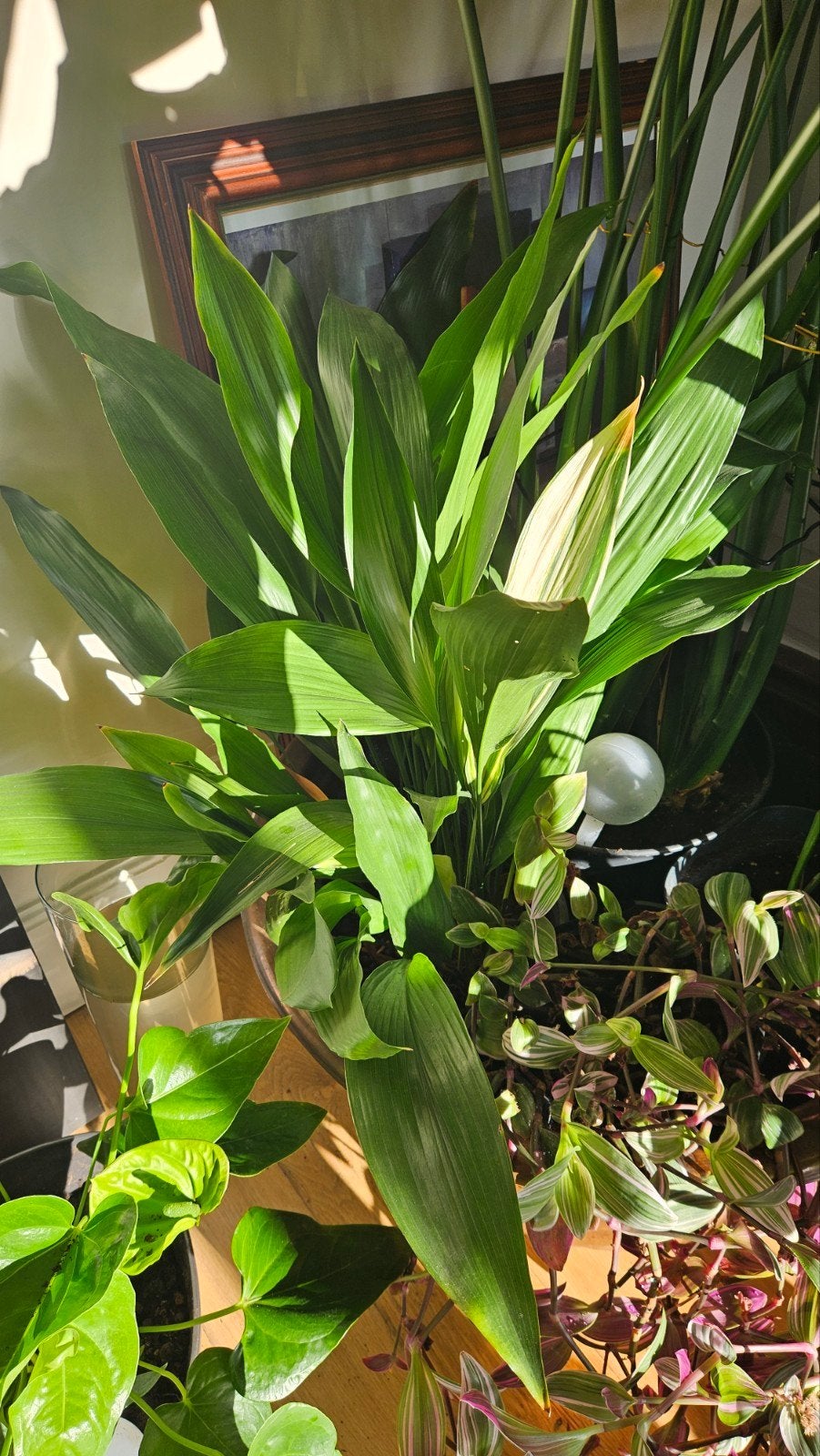 Aspedistra in pot, Ophalen