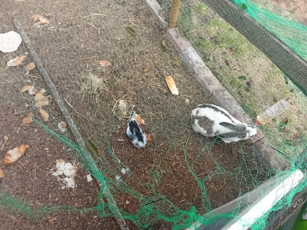 Konijnen, Dieren en Toebehoren, Konijnen