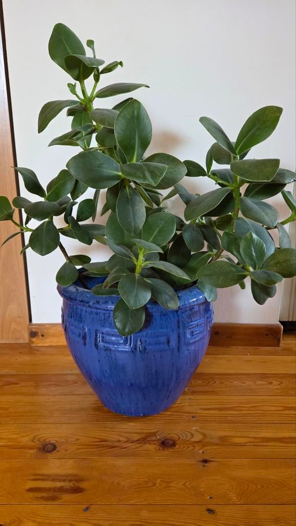 Bloempot in keramiek met plant, Tuin en Terras, Ophalen