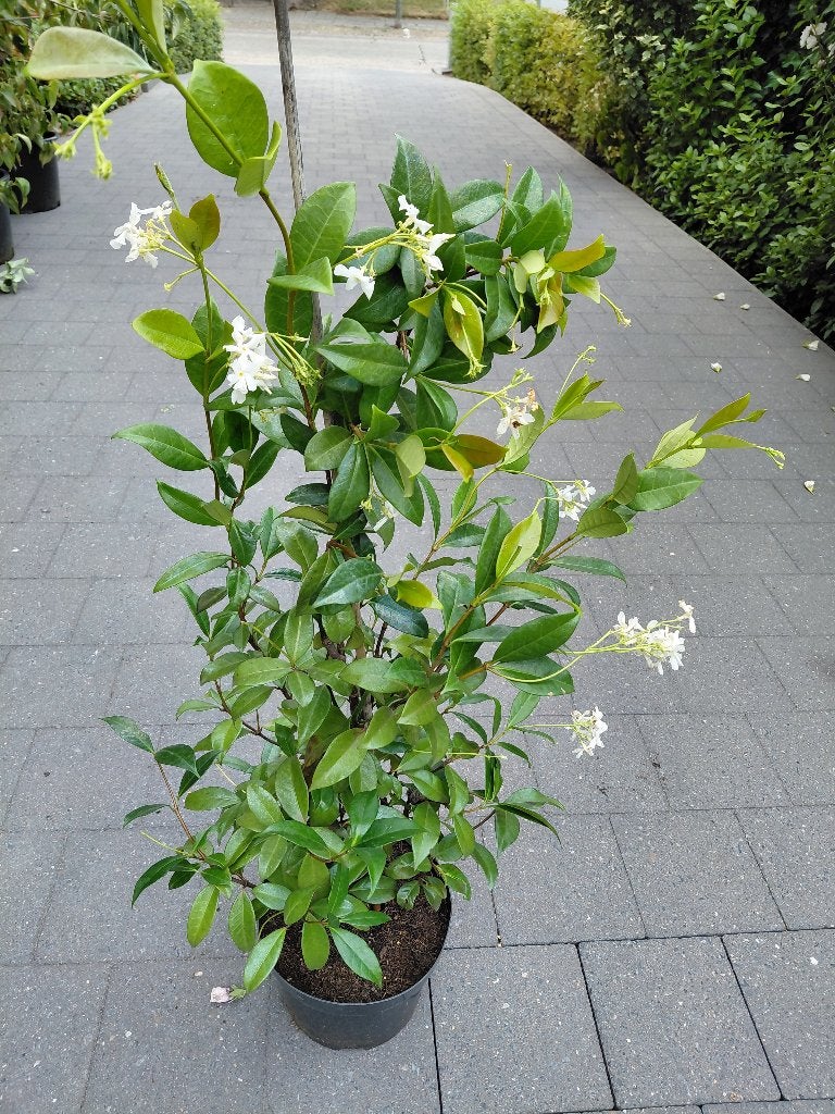 Toscaanse Jasmijn, Tuin en Terras, Ophalen, Volle zon