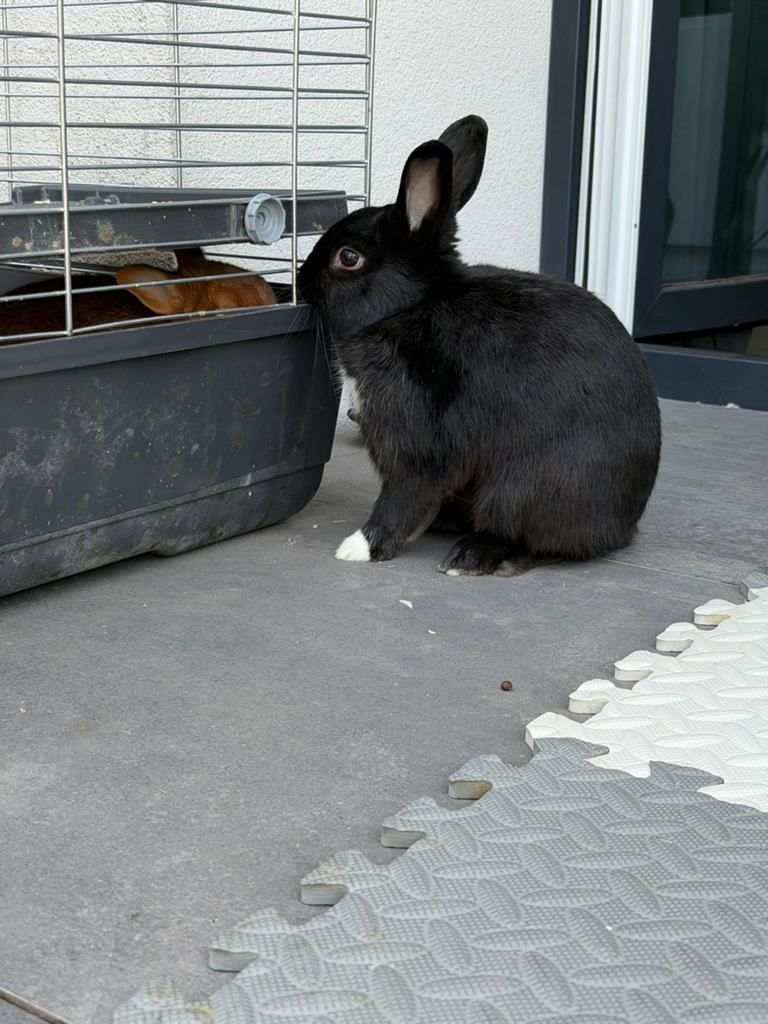 Lapin nain a vendre, Dieren en Toebehoren, Konijnen, Mannelijk, Dwerg