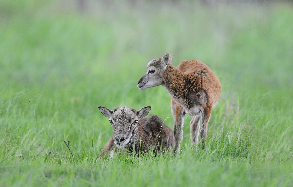 Gevraagd 2 moeflon ooien, Dieren en Toebehoren, Vrouwelijk, Schaap, 0 tot 2 jaar