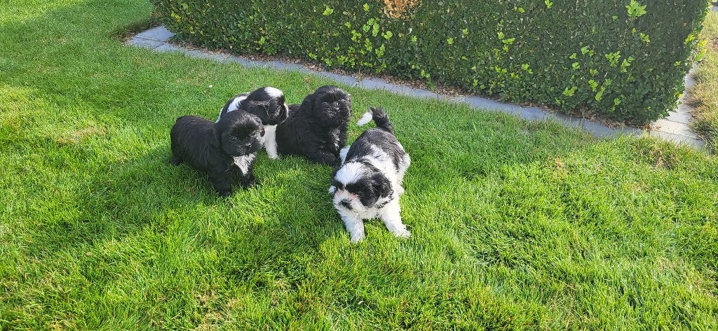 Shih Tzu pups, België, CDV (hondenziekte), 8 tot 15 weken, Meerdere