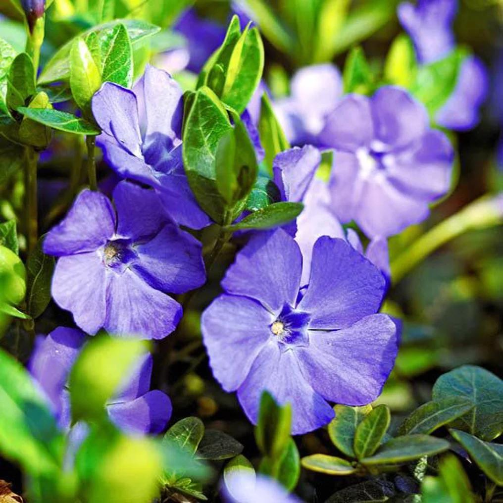 Vinca / kleine maagdenpalm (bodembedekker p9), Tuin en Terras, Ophalen, Lente, Vaste plant, Bodembedekkers
