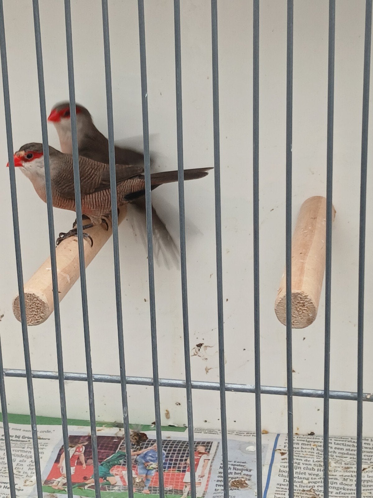 GEZOCHT  2 poppen, Femelle