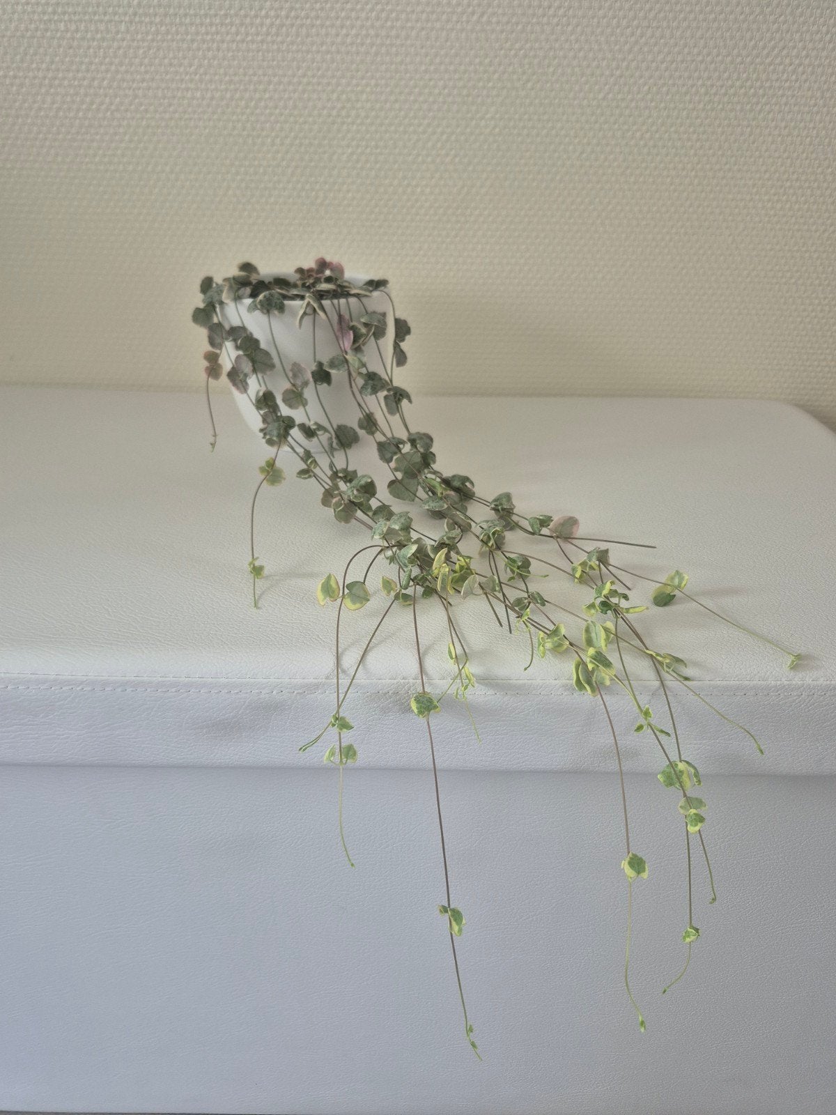 Variegated string of hearts, Maison & Meubles, Enlèvement ou Envoi