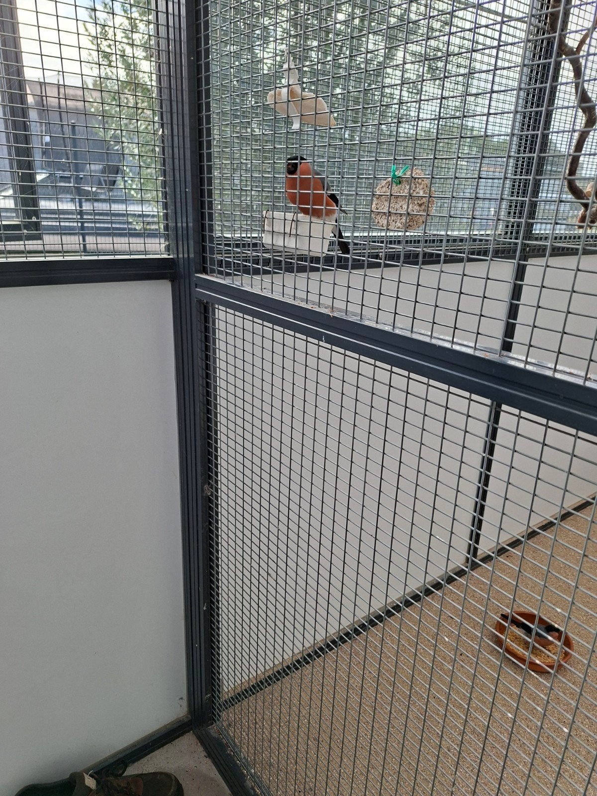 bouvreuil, Dieren en Toebehoren