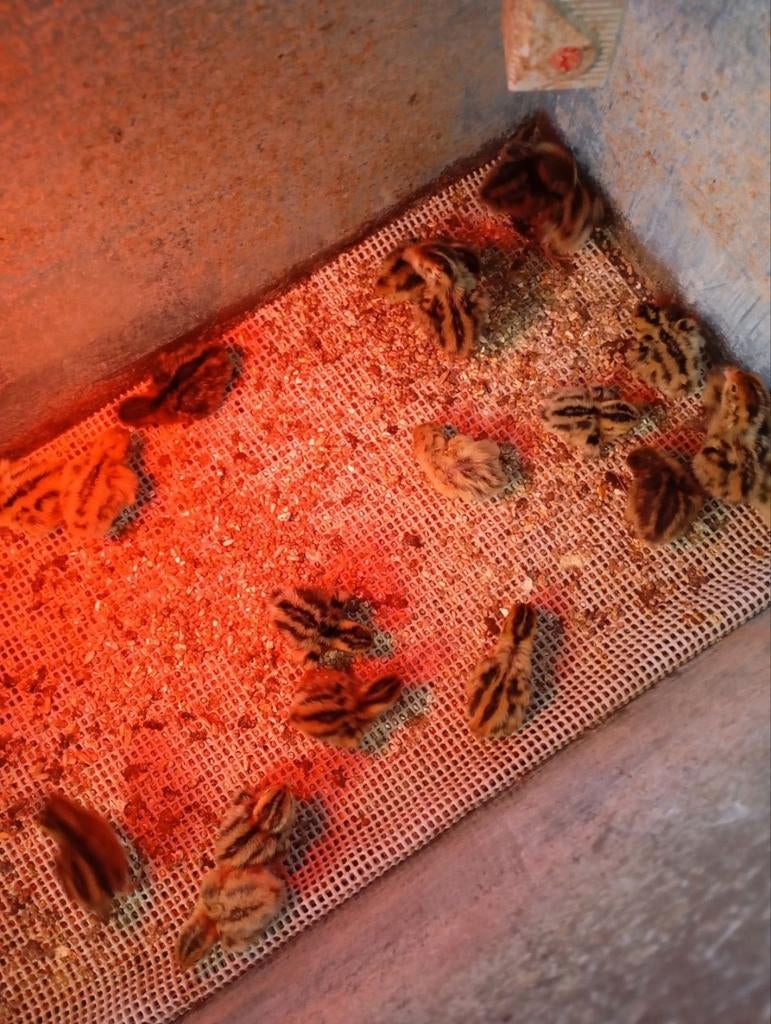Broed eieren gezocht van de Japanse kwartel, Dieren en Toebehoren, Meerdere dieren, Overige soorten