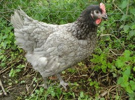 Bleu de Landes hen / legkip