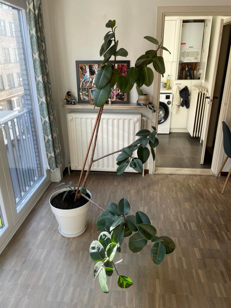Ficus Elastica Robusta, Ficus, En pot, 150 à 200 cm, Enlèvement