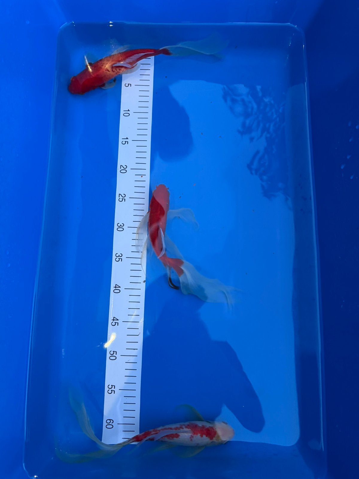 Grands voiles de 15 à 25 cm, Poisson(s) rouge(s)