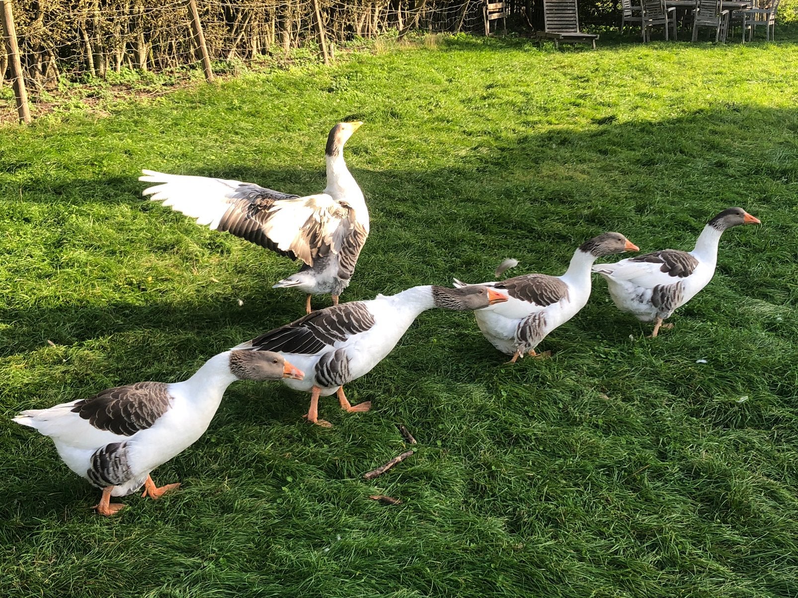 Vlaamse ganzen, Dieren en Toebehoren