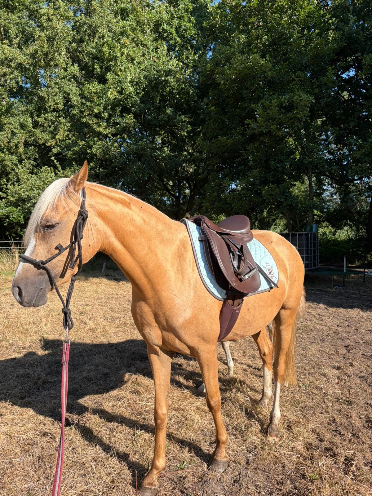 Zadelmak maken en opleiden van pony’s en paarden, Dieren en Toebehoren, Zadelmak