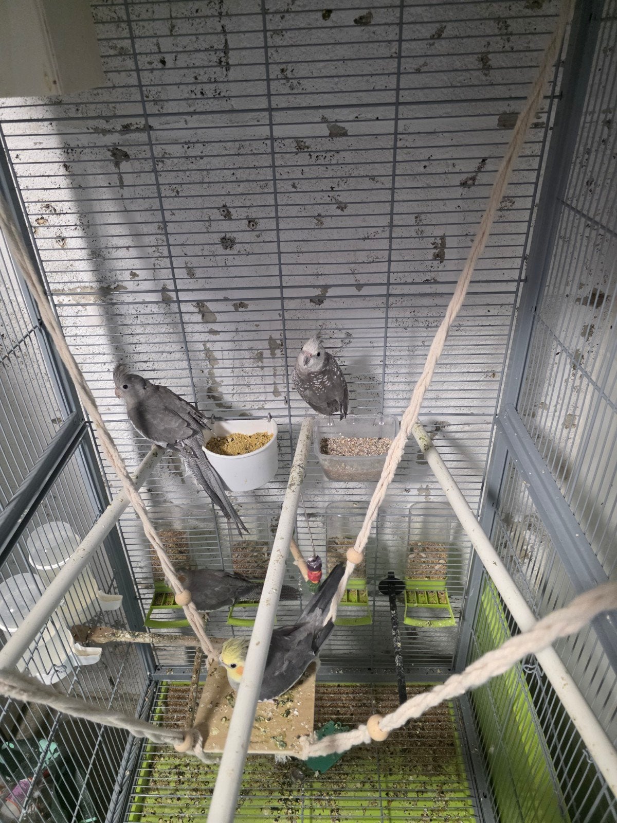 Te koop 4 van deze valkparkieten, Dieren en Toebehoren, Meerdere dieren