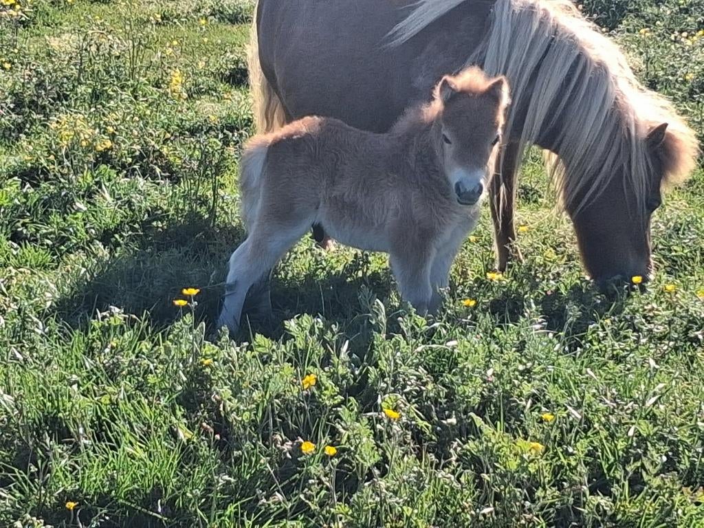 Mini shetland veulentje, Dieren en Toebehoren