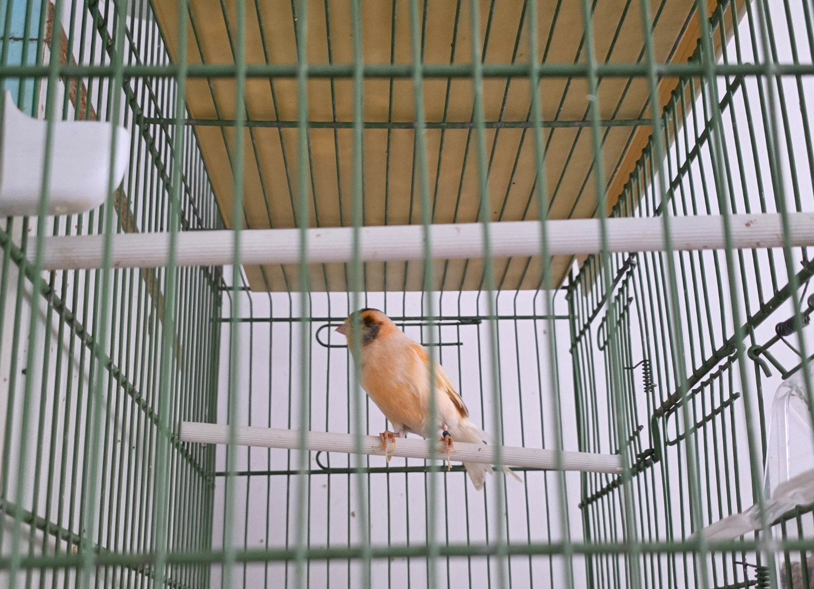 canaris, Animaux & Accessoires