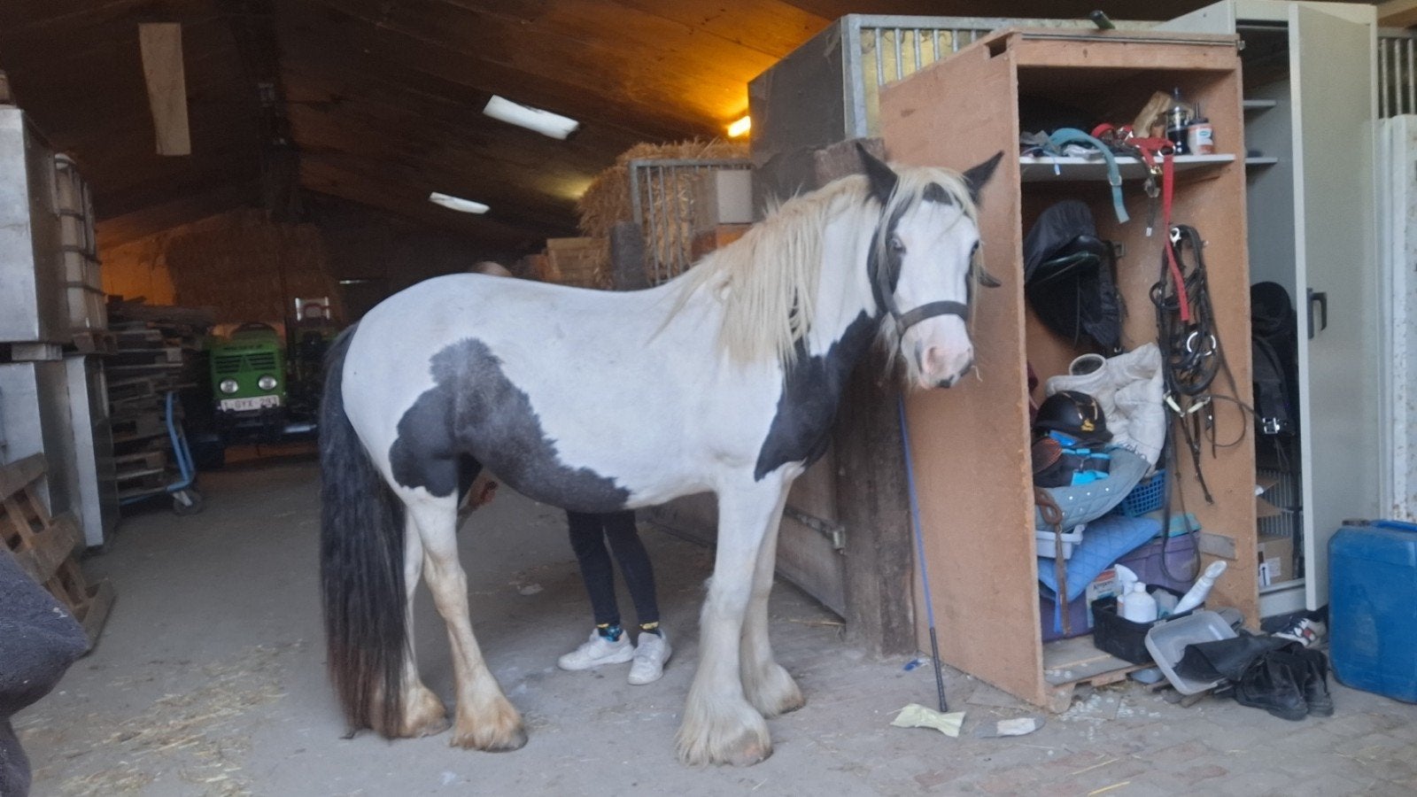 tinker, Dieren en Toebehoren