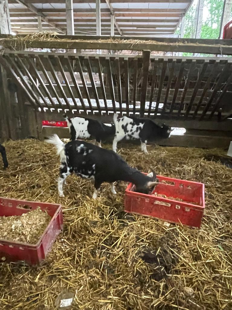 Geit met kleine, Vrouwelijk, Geit, 0 tot 2 jaar