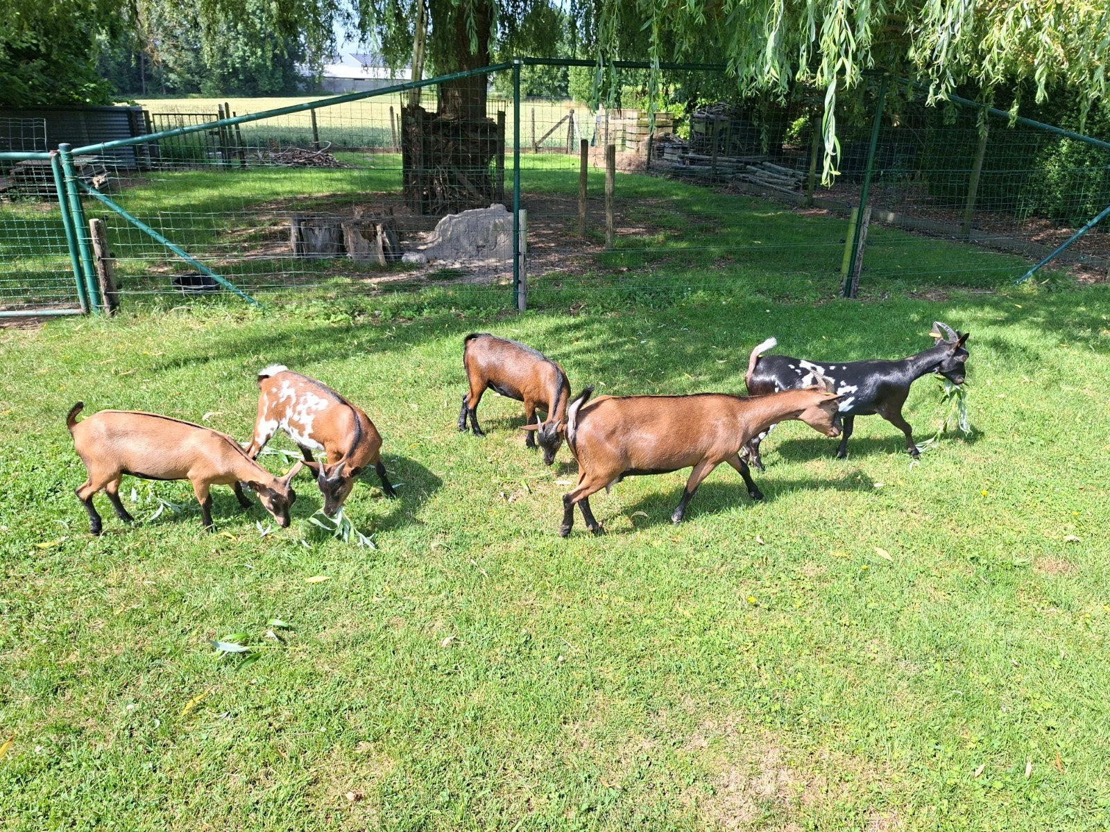Verschillende mooie dwerggeiten met stamboom, Dieren en Toebehoren, Schapen, Geiten en Varkens, Geit