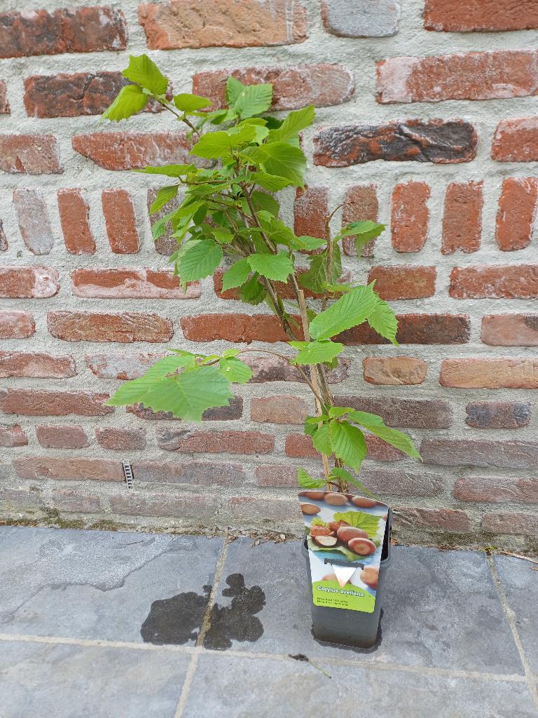 Hazelnoot struik, Tuin en Terras, Planten | Struiken en Hagen, Ophalen, Struik, Minder dan 100 cm