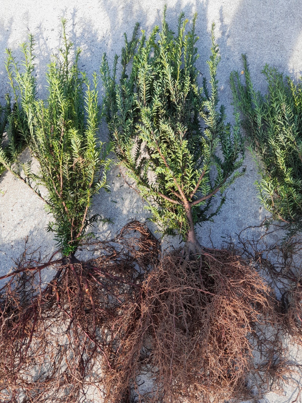 taxus baccata 40-60 blote wortel, Tuin en Terras, Ophalen