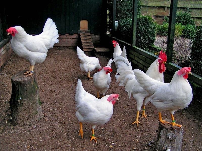 Gratis legkippen wegens verhuis!!, Dieren en Toebehoren, Pluimvee