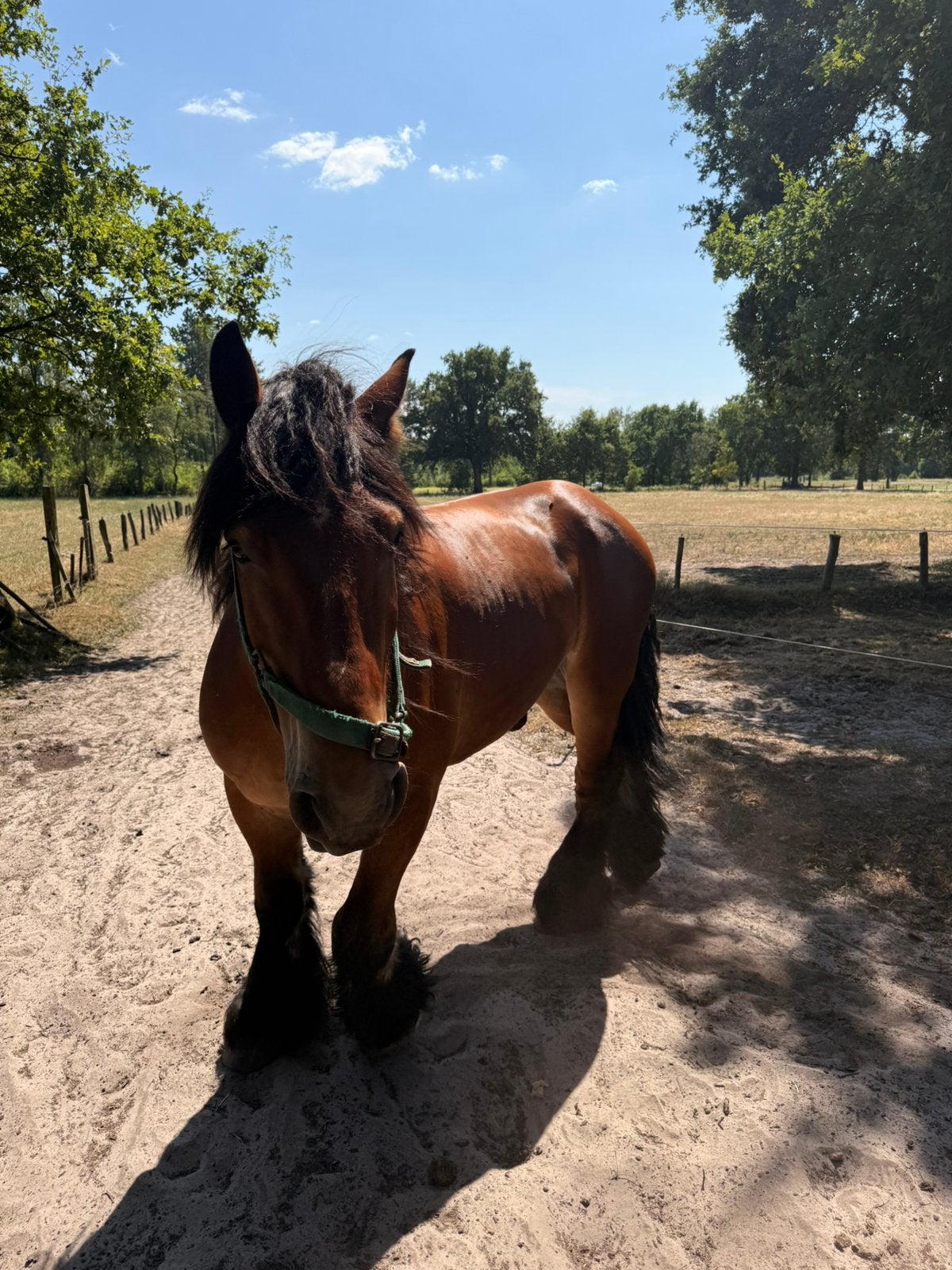Boerenpaard ruin, Dieren en Toebehoren, Paarden, Ruin