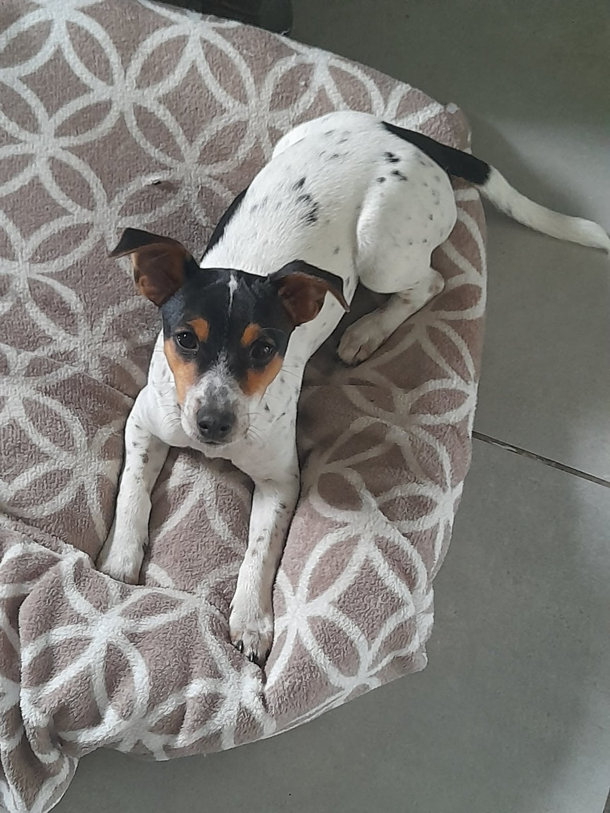 Te koop mooie jack zoekt een warm nestje, Animaux & Accessoires, Chiens | Jack Russell & Terriers, 15 semaines à 1 an, Particulier