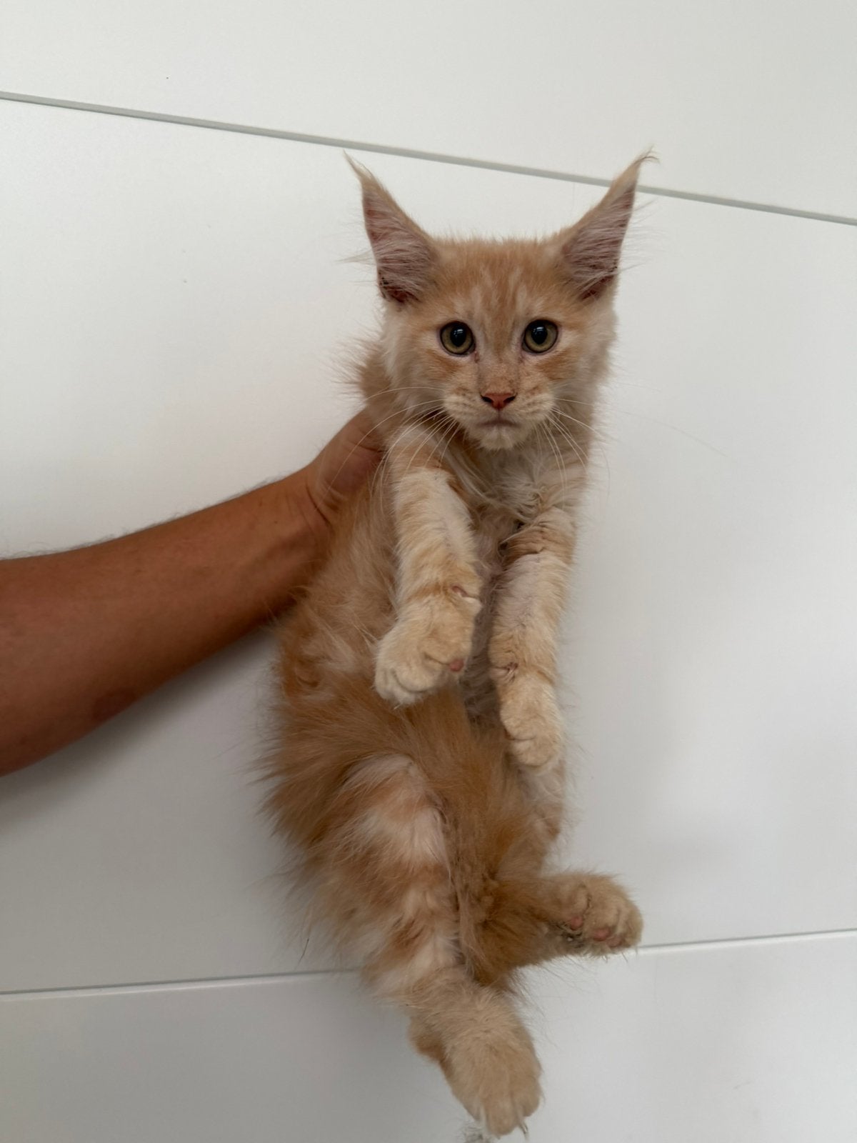 Maine Coon kitens, Dieren en Toebehoren, Meerdere dieren, Met stamboom, 0 tot 2 jaar
