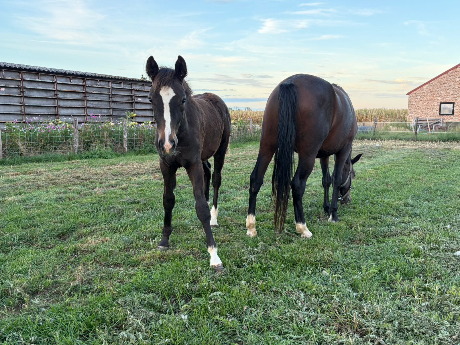 New forest pony hengst, Dieren en Toebehoren, Hengst