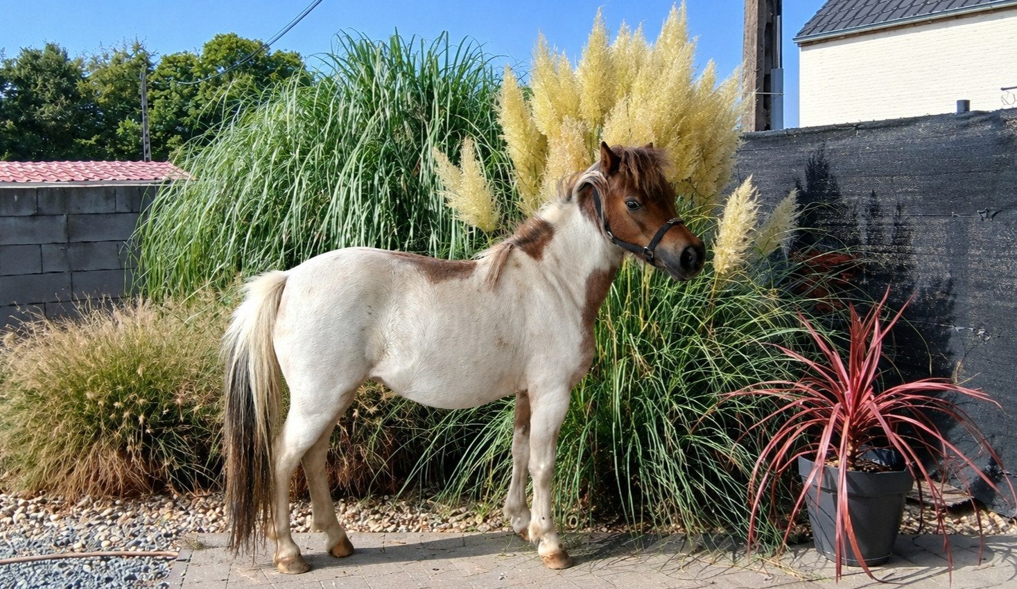 minatuurpaard, Jument