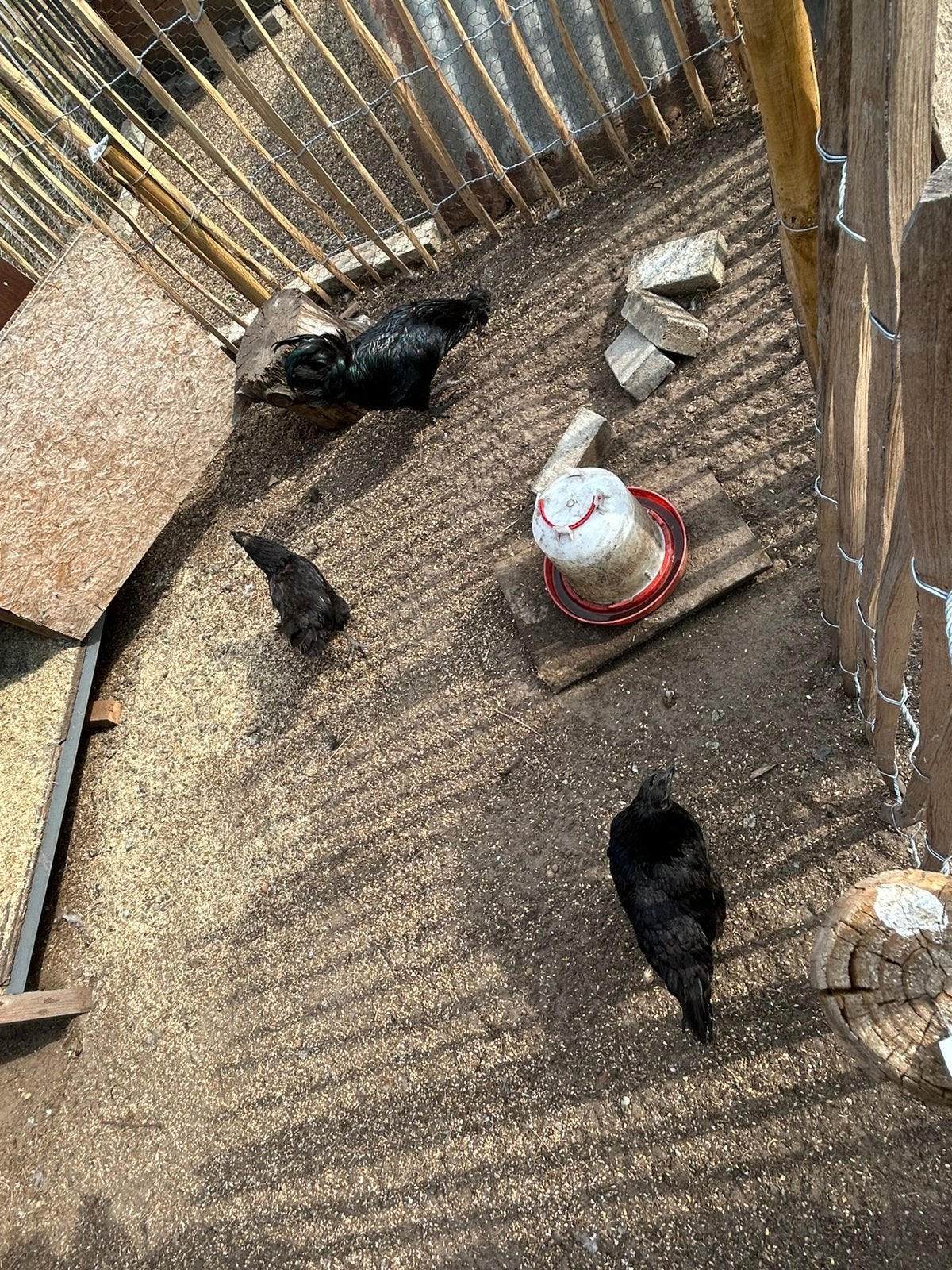 Ayam cemani, Dieren en Toebehoren, Pluimvee, Meerdere dieren, Kip