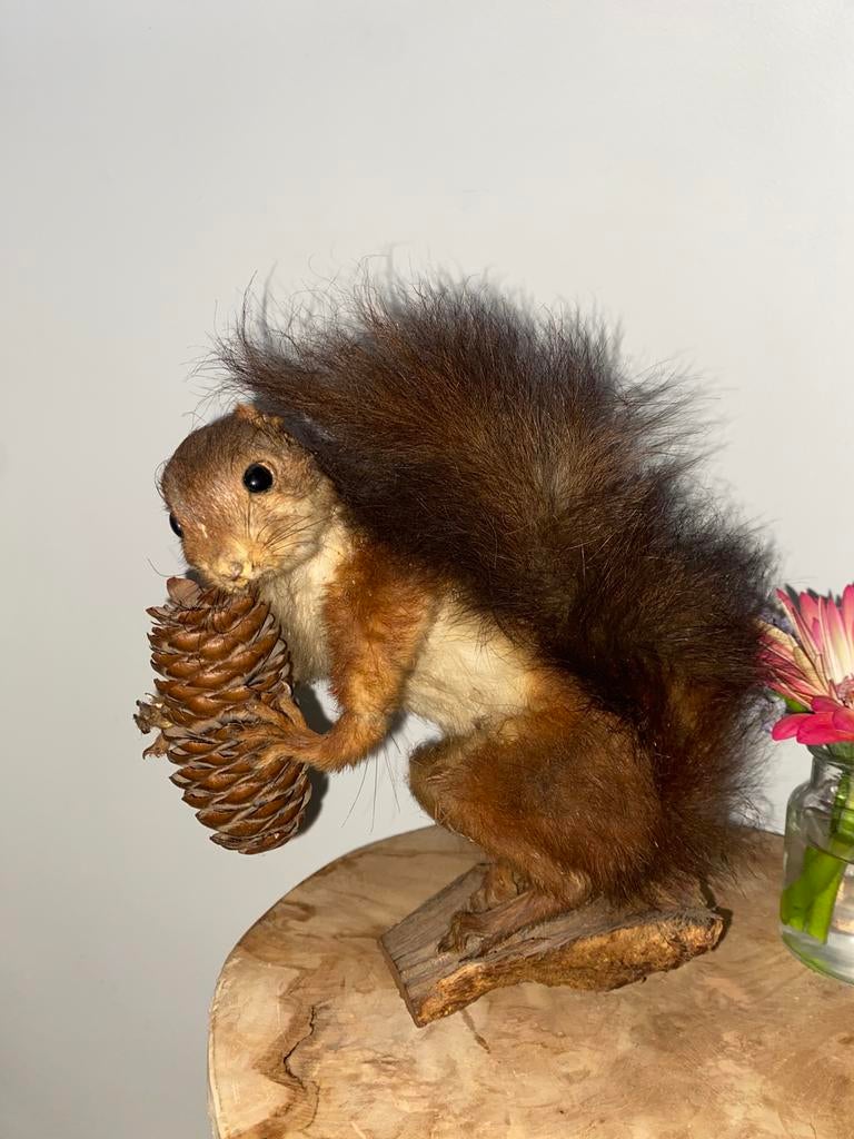 Taxidermie opgezet eekhoorn, Ophalen